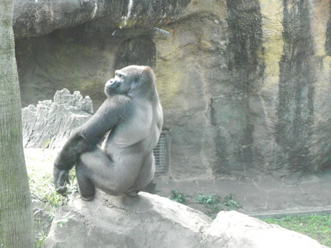 モモタロウ♂上野動物園20101016B