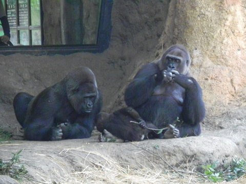 トト♀コモモ♀モモコ♀上野動物園20101016