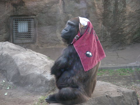 ピーコ♀上野動物園20100104