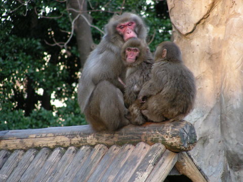 ニホンザル上野動物園20100104