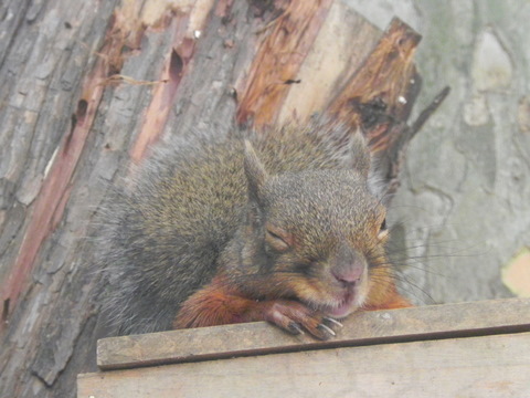 ニホンリス上野動物園20101016B