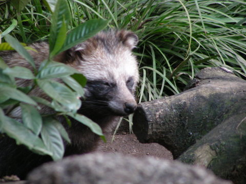 ホンドタヌキ上野動物園20100104