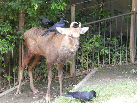 エゾシカとカラス上野動物園20101016