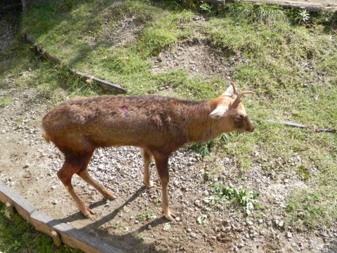 エゾシカニホンリス上野動物園20101016