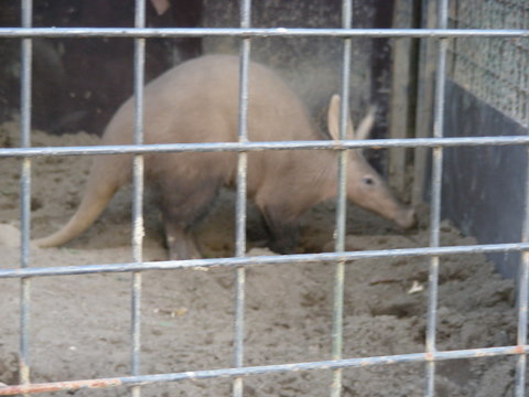 ツチブタ上野動物園20100104