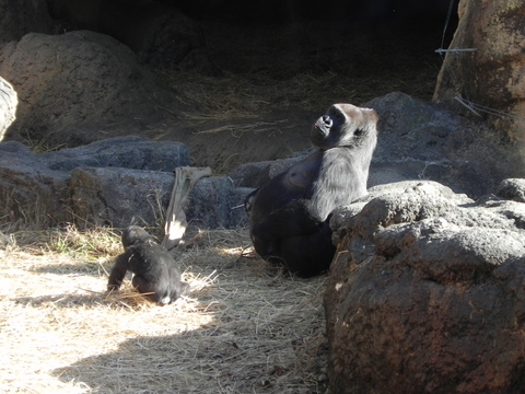 コモモ♀モモコ♀上野動物園20101228