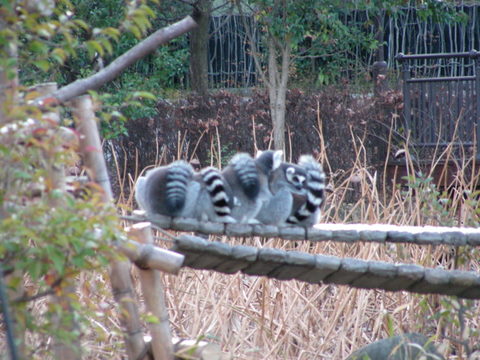 ワオキツネザル上野動物園20100104