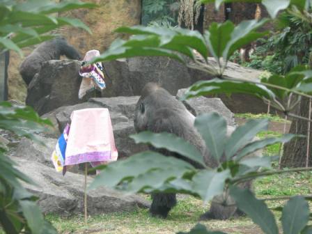 十二単のプレゼント上野動物園2007.3.3