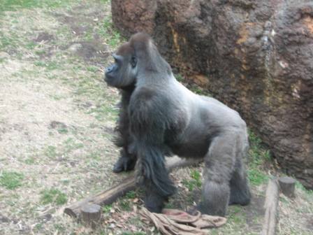 ムサシ上野動物園2007.3.3.