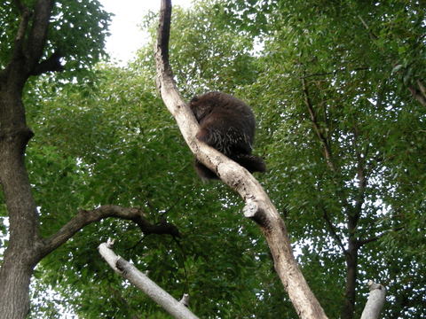 カナダヤマアラシ上野動物園20100120