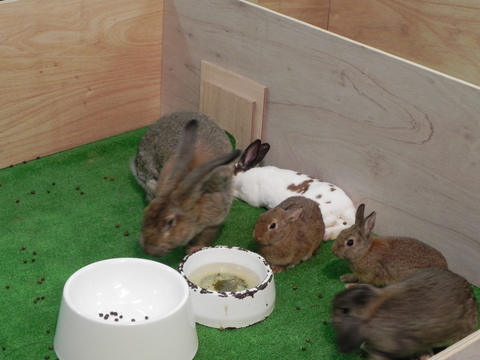 ウサギ上野動物園20101228