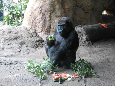 ピーコ♀上野動物園2007.3.3