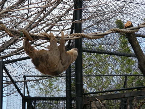 ナマケモノ20100317上野動物園