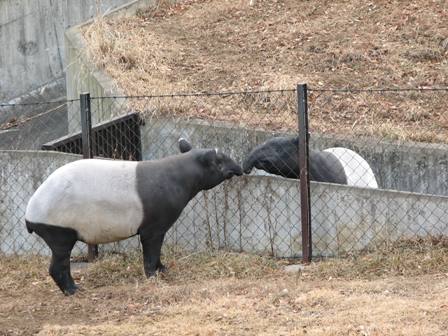 マレーバク多摩動物園2006.1.4.