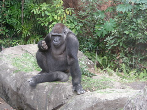 モモタロウ♂上野動物園20091205