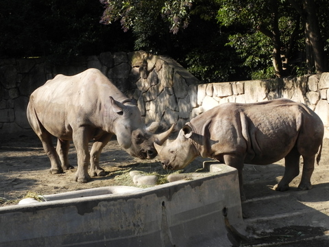 アルゴ♀ミミカ♀上野動物園20101228