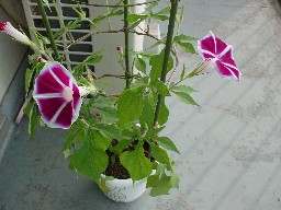 2005-07-31 18:50:48