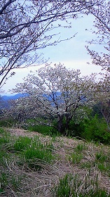 2009桜2