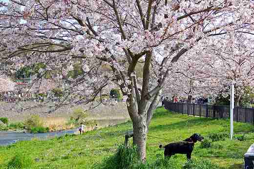 犬と桜の樹