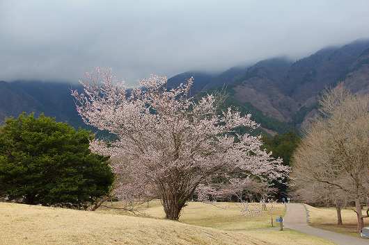 富士桜