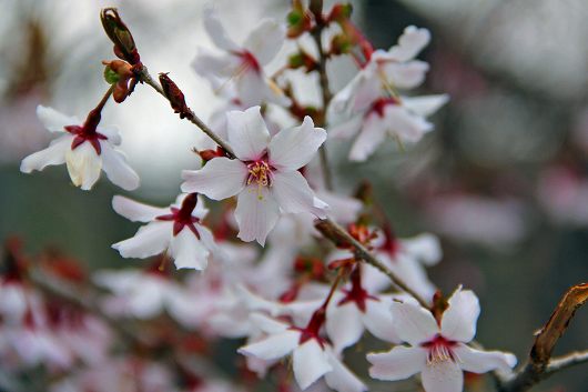 富士桜