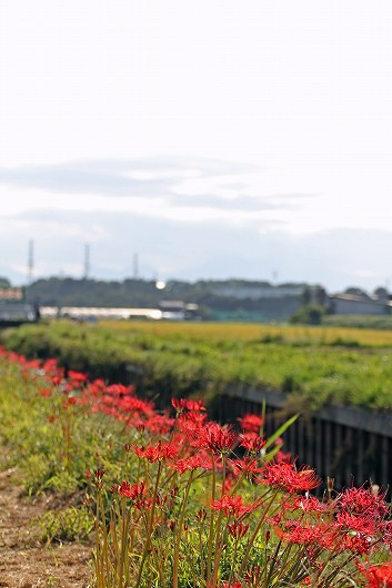 小出川