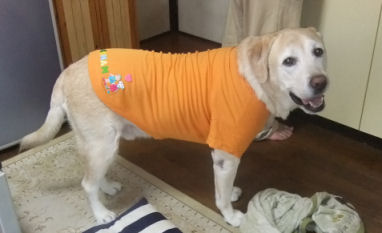 Ｔシャツ