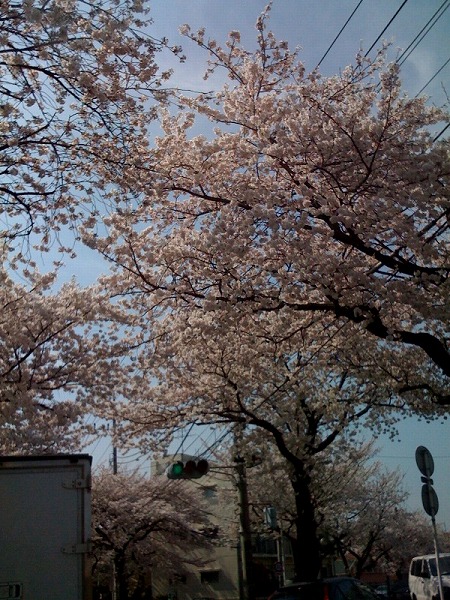 たまぷら桜