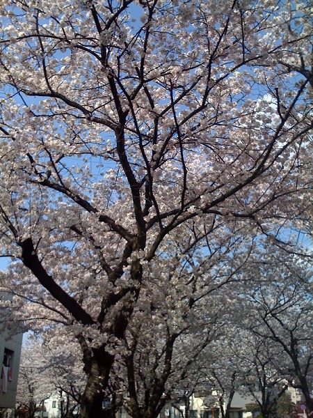たまぷら桜2