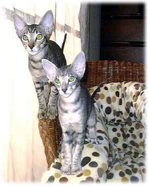 tabby_girls3m.jpg