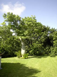 バオバブの木番外