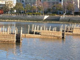 30 室見川１.JPG