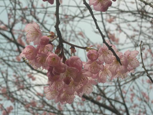 　2･15　彼岸桜　アップ 50.JPG