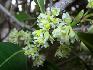 4･12　月桂樹の花.jpg