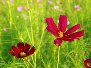 コスモス赤