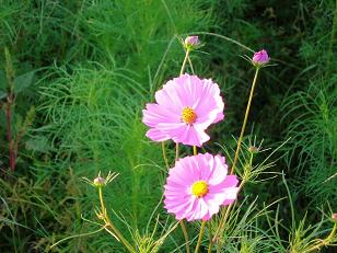 コスモス2本
