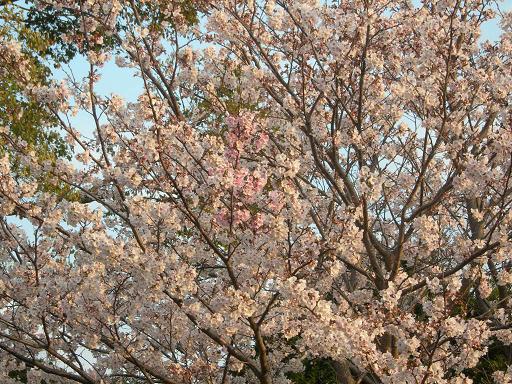 08･4･5 公園の桜.JPG