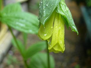 宝ちゃく草