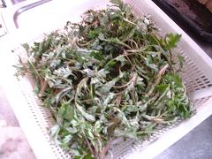 採ってきたヨモギを洗いました