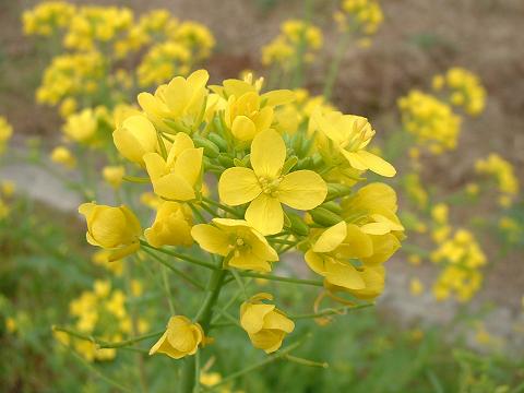 菜の花