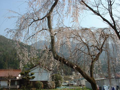 枝垂桜