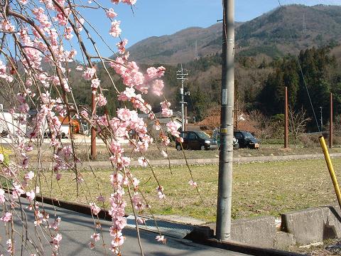 桃の花(全体)