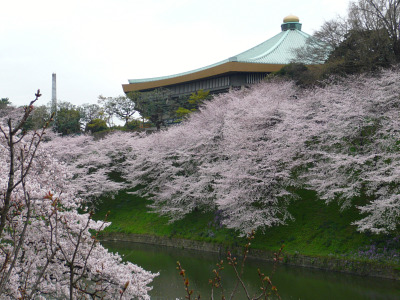 武道館と桜