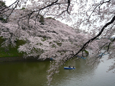 千鳥が淵とボートと桜