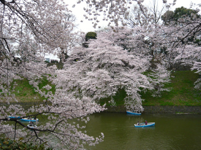 千鳥が淵とボートと桜2