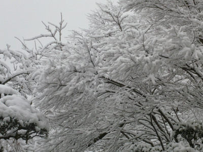 箱根の宿から見えた、雪が積もった木の枝