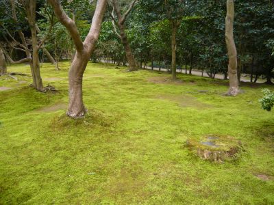 銀閣寺庭園の苔