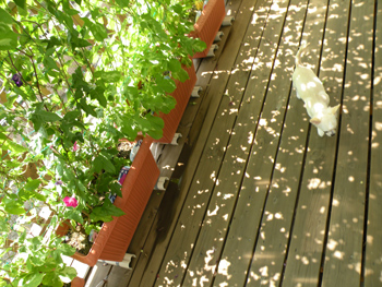 アル「涼しい～☆」