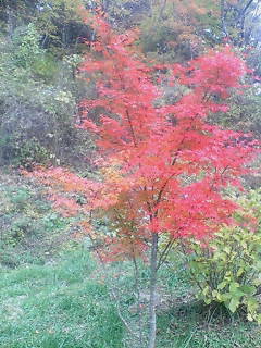 寒くて車からでられない。。