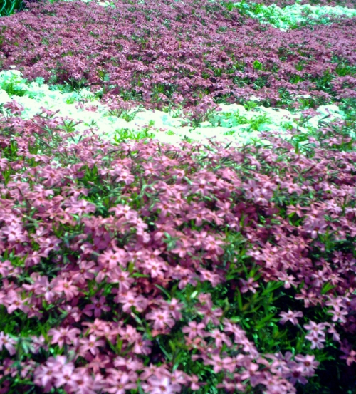 ５月９日お花の絨毯.JPG